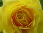 rosa gialla rosa gialla