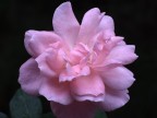 Rosa rosa... Rosa rosa...