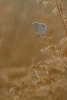 Indecisa Indecisa