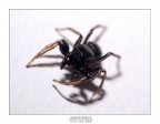 Ragno oscuro Ragno oscuro