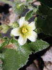 Piccolo fiore Piccolo fiore
