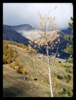 autunno semplice autunno semplice