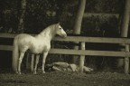 andalusian andalusian