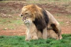 Wild Sex Wild Sex