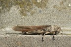 Cavalletta Cavalletta