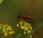 rosso nero rosso nero
