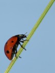 Coccinella