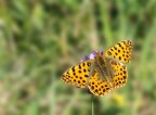 Argynnis Lathonia