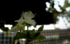 fiore2 fiore2