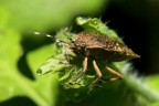 Cimice ''inrugiadata'' Cimice ''inrugiadata''