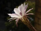 Un fiore Un fiore