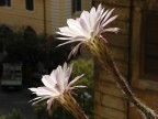 due fiori due fiori