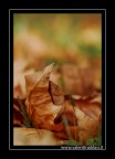 Autunno croccante Autunno croccante