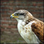 Aquila (1) Aquila (1)