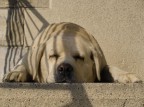 Cane Mimetico Cane Mimetico