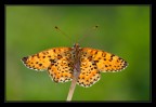 Melitaea didyma in controluce Melitaea didyma in controluce
