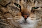 Gatto Gatto