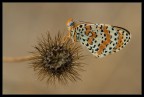 Melitaea su posatoio particolare