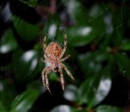 spider spider