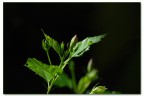Il solito fiore Il solito fiore