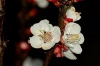 Apricot flowers
Santa Maria al Bagno (ITA)