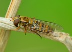 Episyrphus balteatus (femmina) Episyrphus balteatus (femmina)