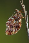 boloria dia.. boloria dia..