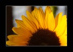 girasole girasole