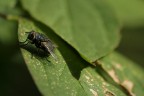 La mia prima macro La mia prima macro