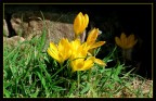 croccus croccus