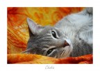 Chobin #2 Chobin #2