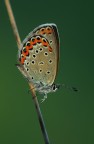 Polyommatus escheri Polyommatus escheri