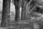 treescape treescape
