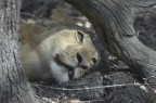 Il riposo della leonessa Il riposo della leonessa