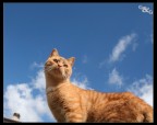 il...gatto ....su tetto il...gatto ....su tetto