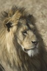 Sguardo leone Sguardo leone