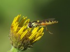 Sirfide su fiore Sirfide su fiore