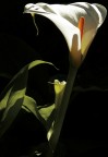 Calla Calla