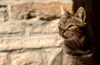 gatto gatto