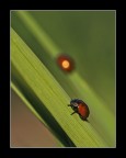 cara, oggi sei uno ... splendore cara, oggi sei uno ... splendore