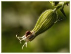 coccinella coccinella