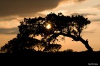al tramonto al tramonto
