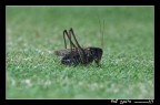 Cavaletta Cavaletta