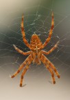 spider red spider red