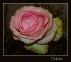 Rosa ... Rosa ...