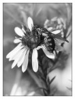 ::: UN'ALTRA MOSCA ::: ::: UN'ALTRA MOSCA :::