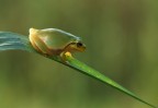 discesa verde discesa verde