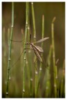 Tarzanz Tarzanz