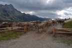 Rientro alla stalla Rientro alla stalla