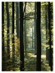 Nel bosco Nel bosco